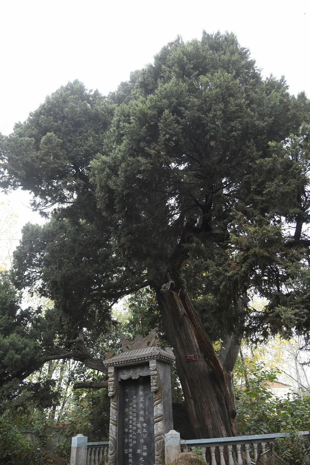 8（文化）王寨村古柏：岁月的守望者(分离(2565327)-20241209093038.jpg