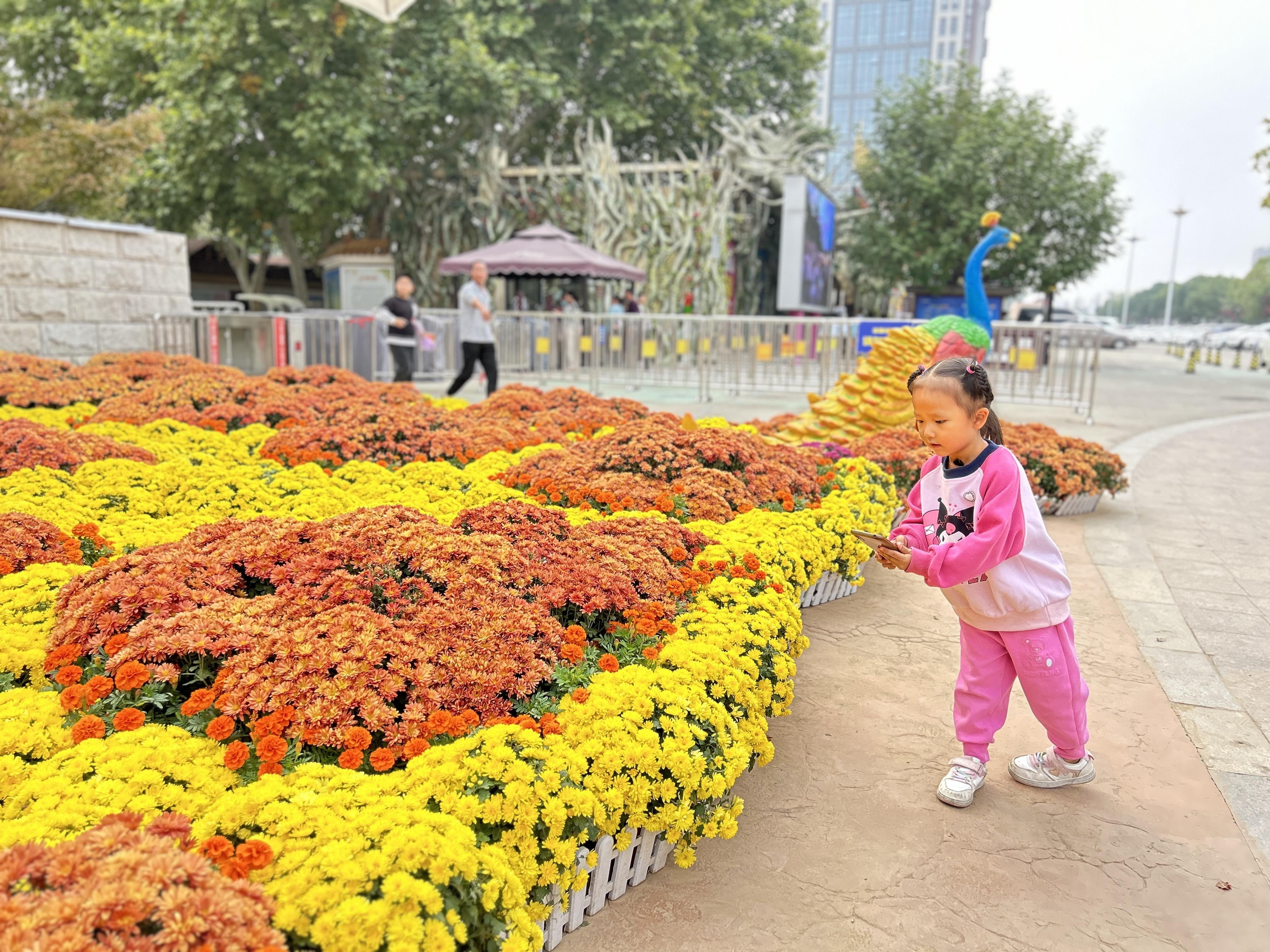 5秋菊正芬芳(分离图)1355105(2506712)-20241017083527.jpg
