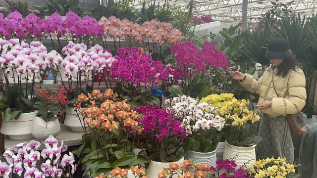 505花卉市场人气旺，年宵花销售迎来旺季(2598918)-20250110085100.jpg